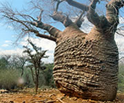 Voyage a Madagascar, le Sud profond de Madagascar, l Androy et l Anosy, Didieraceae et plantes des regions semi-desertiques - ici un tres vieux Baobab, Photo Ravo.Madagascar 2011 © - Ravo.Madagascar est webmaster de Pensee Chretienne