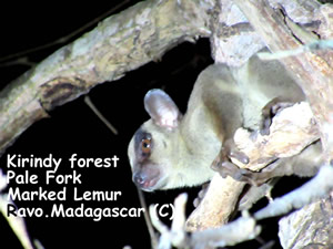 le microcebe, le plus petit lemurien du monde, Madagascar, photo de Ravo.Madagascar
