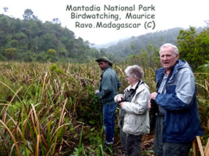 Madagascar birdwatching - Trip in Madagascar