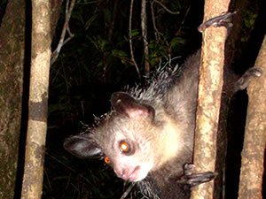 Lemurien nocturne, l Aye Aye de Madagascar - Photos Ravo.Madagascar