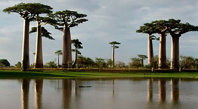 Baobabs of Madagascar, Baobab of Madagascar, picture of Ravo.Madagascar