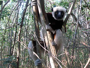Le Sifaka, le lemurien danseur, Parc National d'Ankarafantsika, Ravo.Madagascar