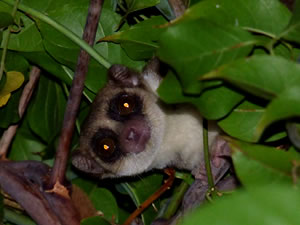 Fat-tailed Dwarf Lemur, Ankarafantsika National Park, Ravo.Madagascar