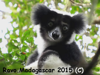 Les lemuriens de Madagascar - Ravo.Madagascar, webmaster de Pensee Chretienne