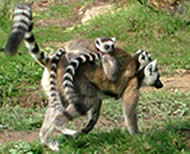 Voyage a Madagascar, les lemuriens, les cinq familles de lemuriens - Ravo.Madagascar, Pensee Chretienne