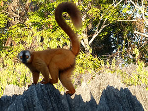 Les lemuriens de Madagascar - Ravo.Madagascar, webmaster de Pensee Chretienne