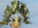 Ravinala, arbre du voyageur, Madagascar, photo de Ravo.Madagascar webmaster de Pensee Chretienne