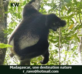 L Indri Indri le plus grand lemurien du monde - Photo KW 2009 © - Pensee Chretienne