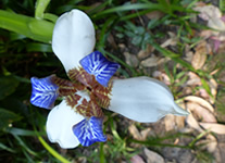 Vente de Photos en ligne, des Photos de Madagascar, fleur bleue, Ravo.Madagascar photo 2014