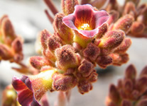 Selling online Photos of Madagascar, flower of succulent plant in Andringitra National Park, Ravo.Madagascar 2009 picture
