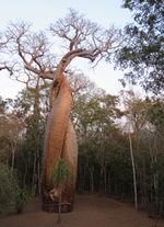 Vente de Photos en ligne, des Photos de Madagascar, jeunes Baobabs Amoureux dans le Parc de Kirindy, Ravo.Madagascar photo 2019