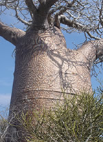 Vente de Photos en ligne, des Photos de Madagascar, dessin naturel sur un Baobab grandidieri, Ravo.Madagascar photo 2005