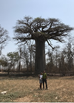 Vente de Photos en ligne, des Photos de Madagascar, le Baobab sacré de Morondava, Ravo.Madagascar photo 2017