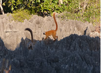 Vente de Photos en ligne, des Photos de Madagascar, lemurien roux dans le Parc National des Tsingy du Bemaraha, Ravo.Madagascar photo 2014