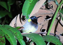 Vente de Photos en ligne, des Photos de Madagascar, oiseau mouche Souimanga sp. au Parc National de Ranomafana, Ravo.Madagascar photo 2019