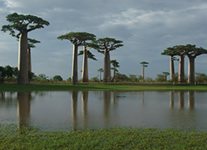 Selling online Photos of Madagascar, the famous Baobabs Avenue of Morondava, Ravo.Madagascar 2015 picture