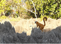 Vente de Photos en ligne, des Photos de Madagascar, lemurien dans le Parc National des Tsingy du Bemaraha, Ravo.Madagascar photo 2014
