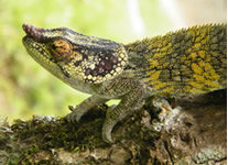 Selling online Photos of Madagascar, chameleon calumma sp, Ravo.Madagascar 2009 picture