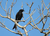 Selling online Photos of Madagascar, Crested Drongo at Ifaty spiny forest, Ravo.Madagascar 2019 picture