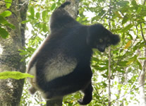 Vente de Photos en ligne, des Photos de Madagascar, l Indri Indri, le plus grand lemurien du monde, Ravo.Madagascar photo 2009