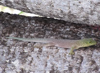 Vente de Photos en ligne, des Photos de Madagascar, lezard Phelsuma sp. dans le Parc National de Zombitse, Ravo.Madagascar photo 2019