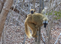 Vente de Photos en ligne, des Photos de Madagascar, un lemurien et son bebe dans la foret seche de Kirindy, Ravo.Madagascar photo 2019