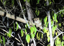Selling online Photos of Madagascar, Madame Berthe s Mouse lemur at Kirindy dry forest, Ravo.Madagascar 2019 picture