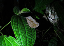Vente de Photos en ligne, des Photos de Madagascar, un papillon nocturne ressemblant a une feuille dans le Parc d Andasibe, Ravo.Madagascar photo 2015