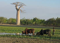 Vente de Photos en ligne, des Photos de Madagascar, Baobab et zebus, Morondava, Ravo.Madagascar photo 2013