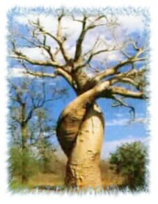 Baobab of Madagascar