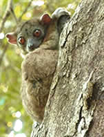 Voyage a Madagascar, les lemuriens, les cinq familles de lemuriens - Photo Ravo.Madagascar © - Pensee Chretienne