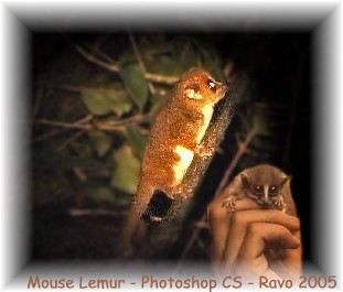 Mouse lemur or Microcebus sp, Madagascar