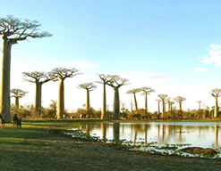 Allee des Baobabs, Madagascar, photo de Ravo.Madagascar webmaster de Pensee Chretienne