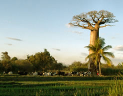 Baobab of Madagascar, Ravo.Madagascar pictures, webmaster of Christian thought