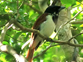 Madagascar Ankarafantsika dry deciduous forest, Ampijoroa Forest Station for Birdwatching passionate people