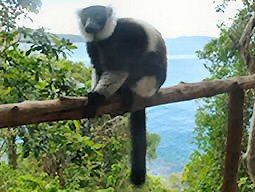 lemurs of Madagascar, black and white ruffed lemur, varecia variegata, lemuridae family