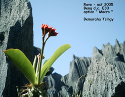 The Tsingy of Bemaraha National Park, Madagascar, a proposition of Trip