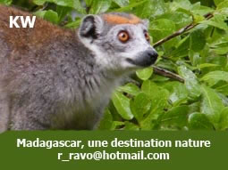 Photo Ravo.Madagascar, lémurien de l Ankarana Madagascar