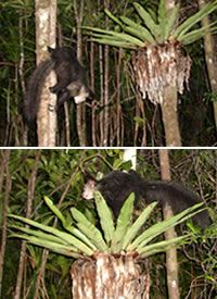 Lemurien de Madagascar, l Aye Aye, Photos Ravo.Madagascar