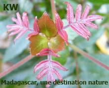 plante de Madagascar, flore de Madagascar, photo de Ratsimbazafy Ramy Solomampionona, KW - Ambohipeno, Ankorona, Antsakaviro, Vakiniadiana
