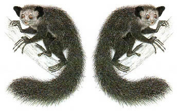 L aye aye, le lemurien le plus rare - illustration S.D. Nash - Madagascar, le Parc National Masoala a Maroantsetra