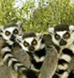 Voyage a Madagascar, les lemuriens, les cinq familles de lemuriens, un groupe de Maki Catta