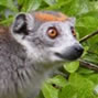 Voyage a Madagascar, lemurien de Diego Suarez - Photo KW - un site de Pensee Chretienne, Webmaster Ravo.Madagascar