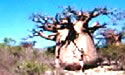 Voyage a Madagascar, Baobab de Madagascar - Photo prise a Andavadoaka par Ravo.Madagascar - un site de Pensee Chretienne, Webmaster Ravo.Madagascar