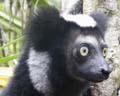 Voyage a Madagascar, les lemuriens, les cinq familles de lemuriens, un Indri Indri, le plus grand des lemuriens du monde actuel