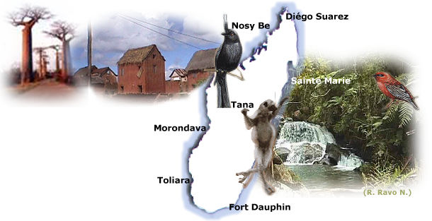Voyage a Madagascar, les lemuriens, les cinq familles de lemuriens - Illustration Raharimanantsoa Pierrette