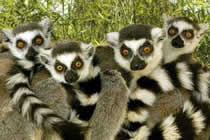 Voyage a Madagascar, le Sud de Madagascar, ici les lemuriens Maki Catta